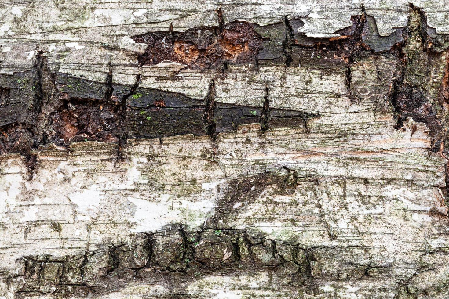 wet bark on old trunk of birch tree close up photo
