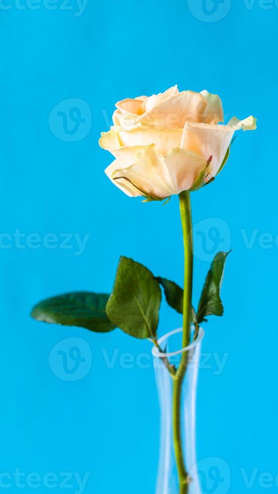 yellow rose flower with blue vertical background photo