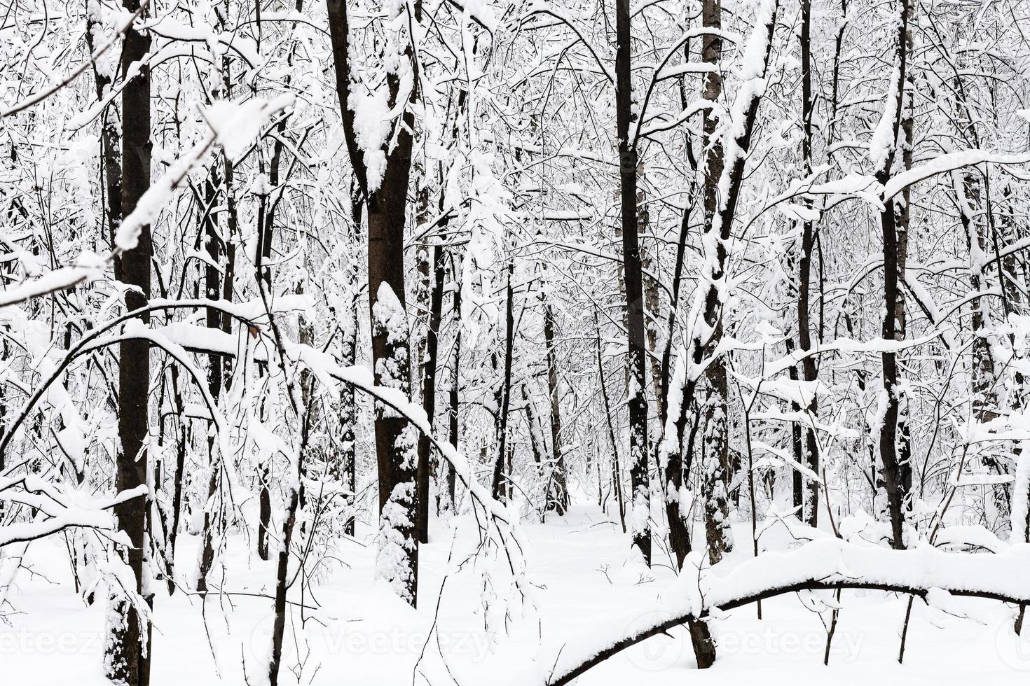 black tree trunks in snowy forest in overcast day photo