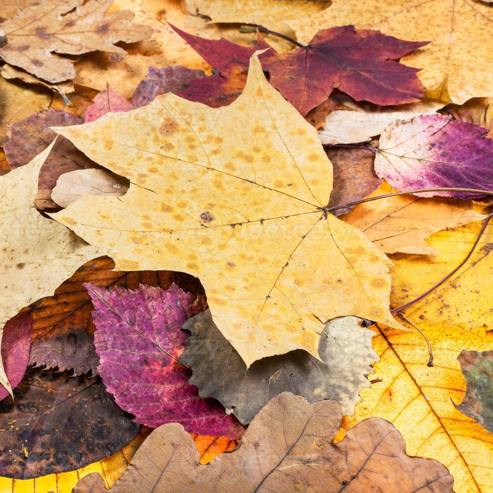 above view of various pied autumn leaves photo