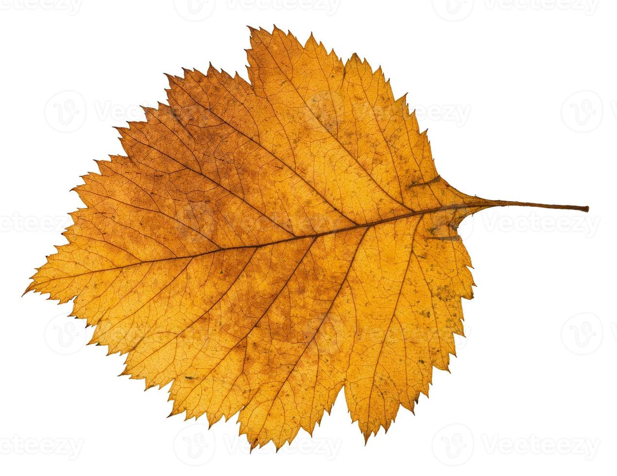 back side of yellow autumn leaf of hawthorn tree photo