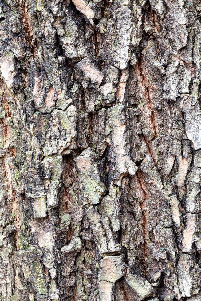 cracked bark on old trunk of box elder tree photo