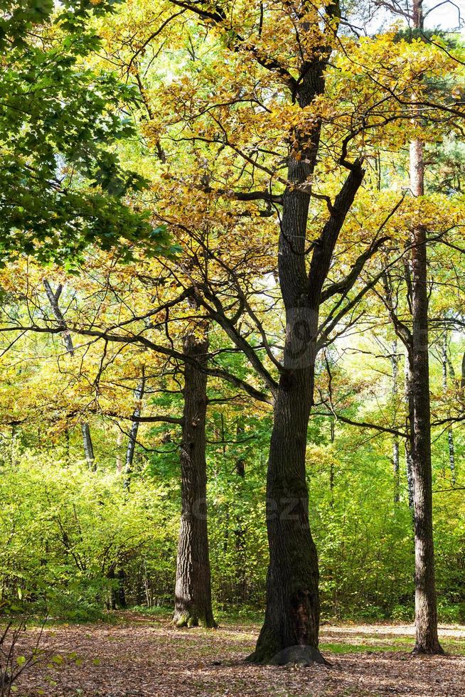 oak tree lit by sun on meadow in autumn forest photo