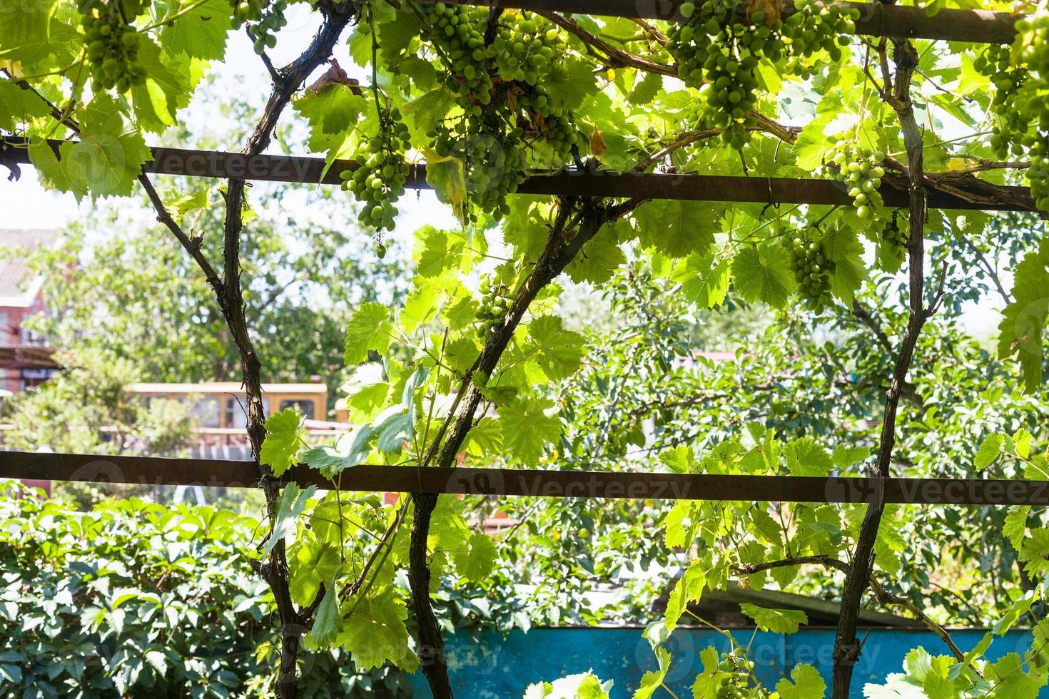 shady vineyard on backyard of country house photo