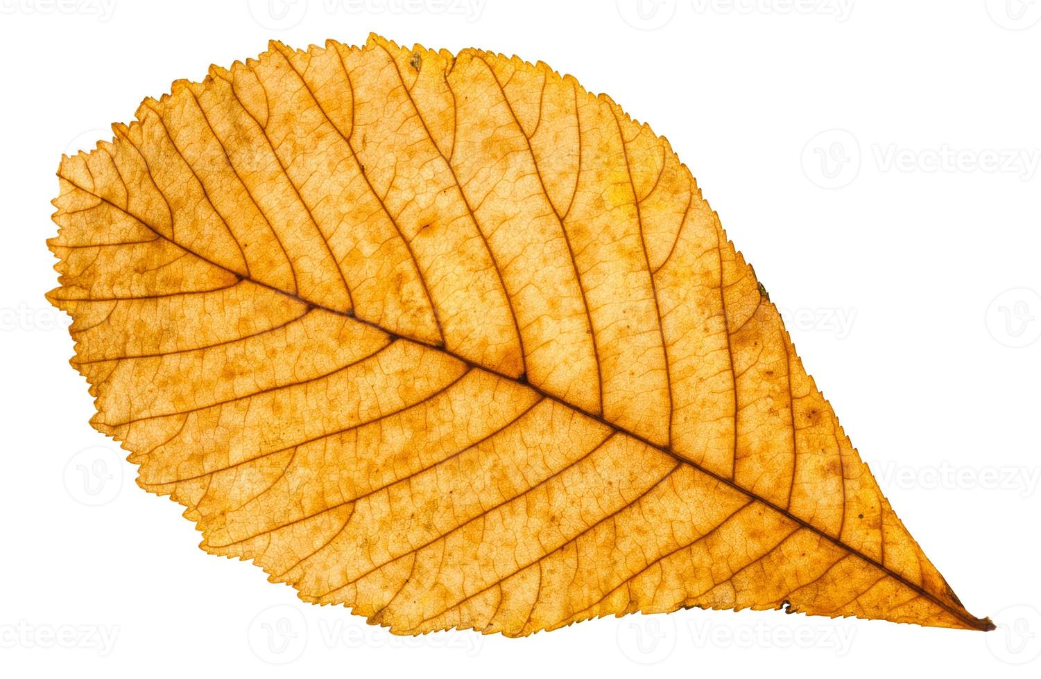 autumn yellow leaf of horse chestnut tree isolated photo