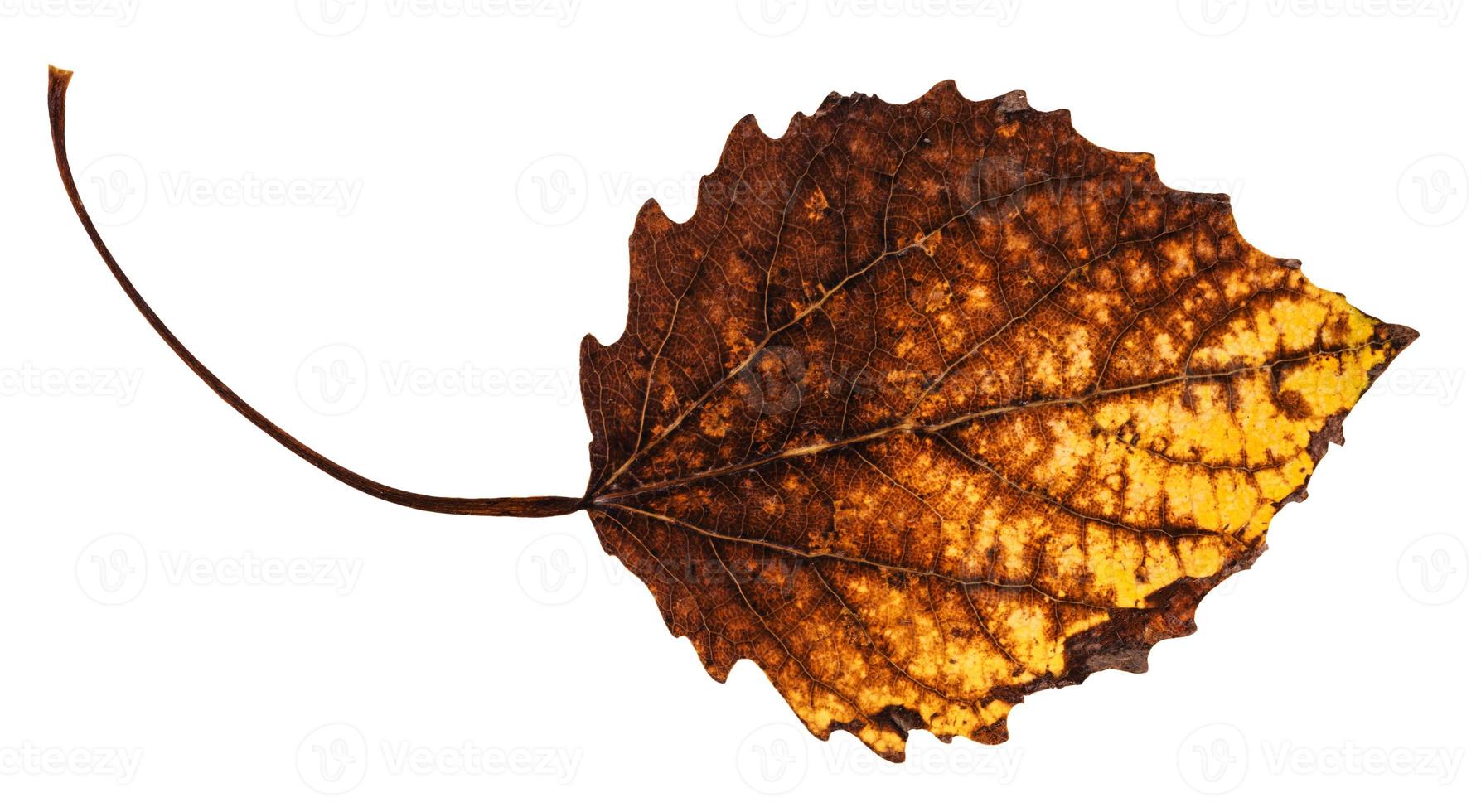 decayed dried leaf of aspen tree isolated photo