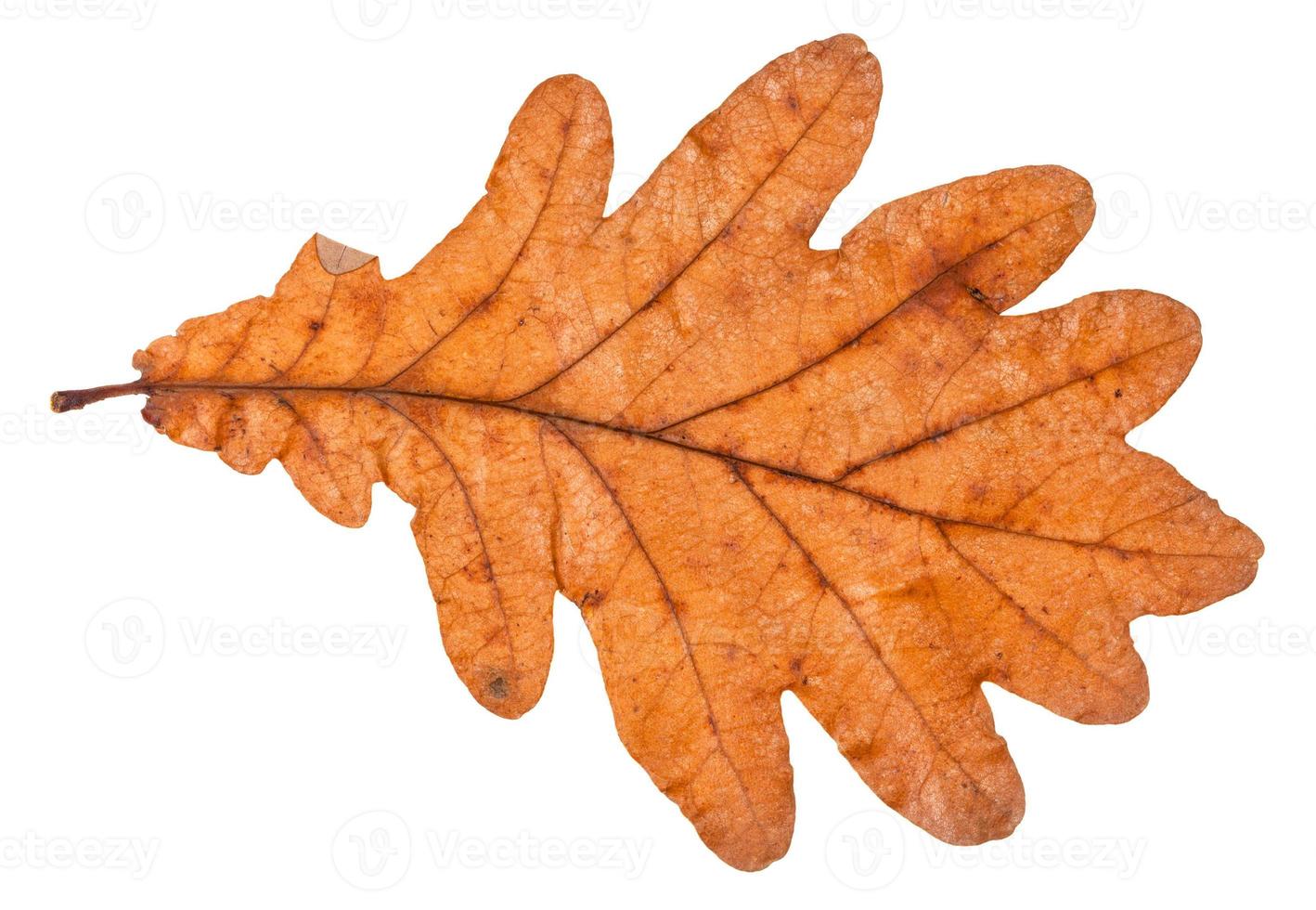 back side of fallen leaf of oak tree isolated photo