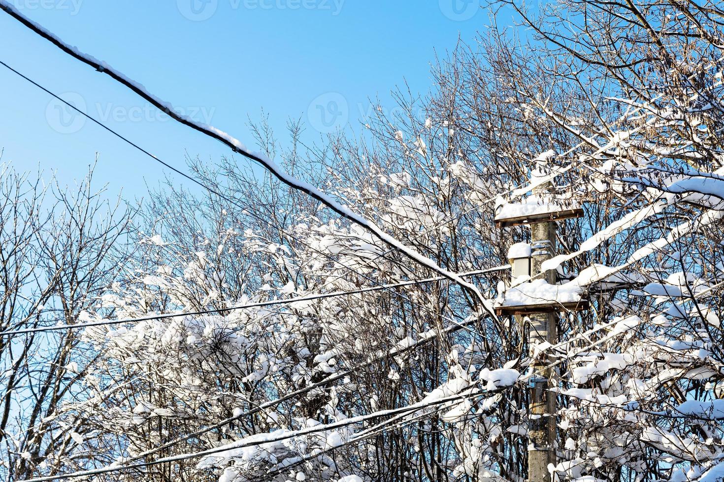 snowbound branches of trees and concrete pole photo
