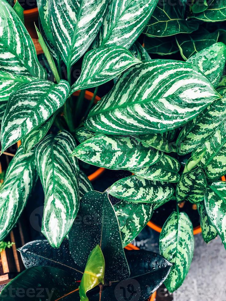 Houseplant green leaves background photo