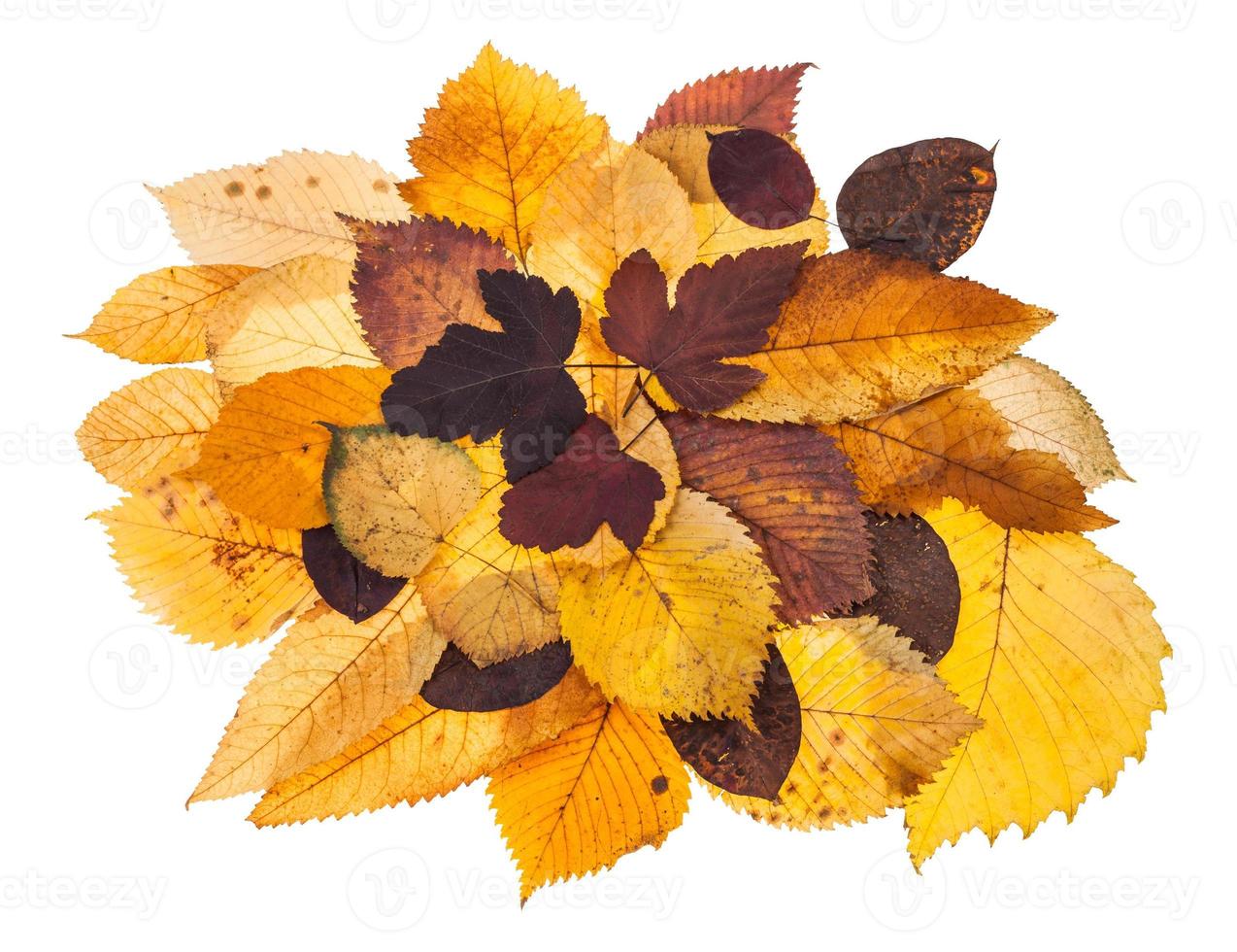 pila de varias hojas caídas de otoño aisladas foto