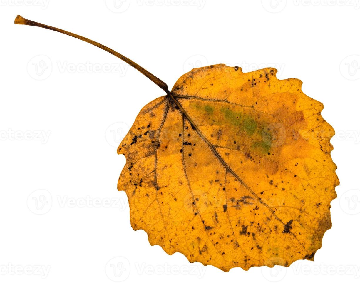 back side of autumn yellow fallen leaf of aspen photo
