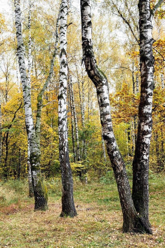 birch trees in colorful city park in autumn photo