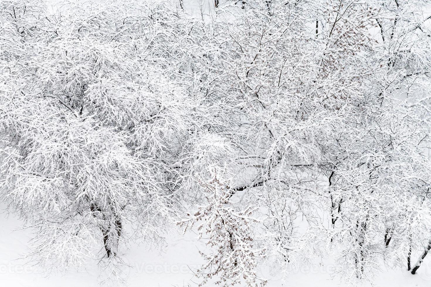 vista anterior de manzanos cubiertos de nieve en el jardín foto
