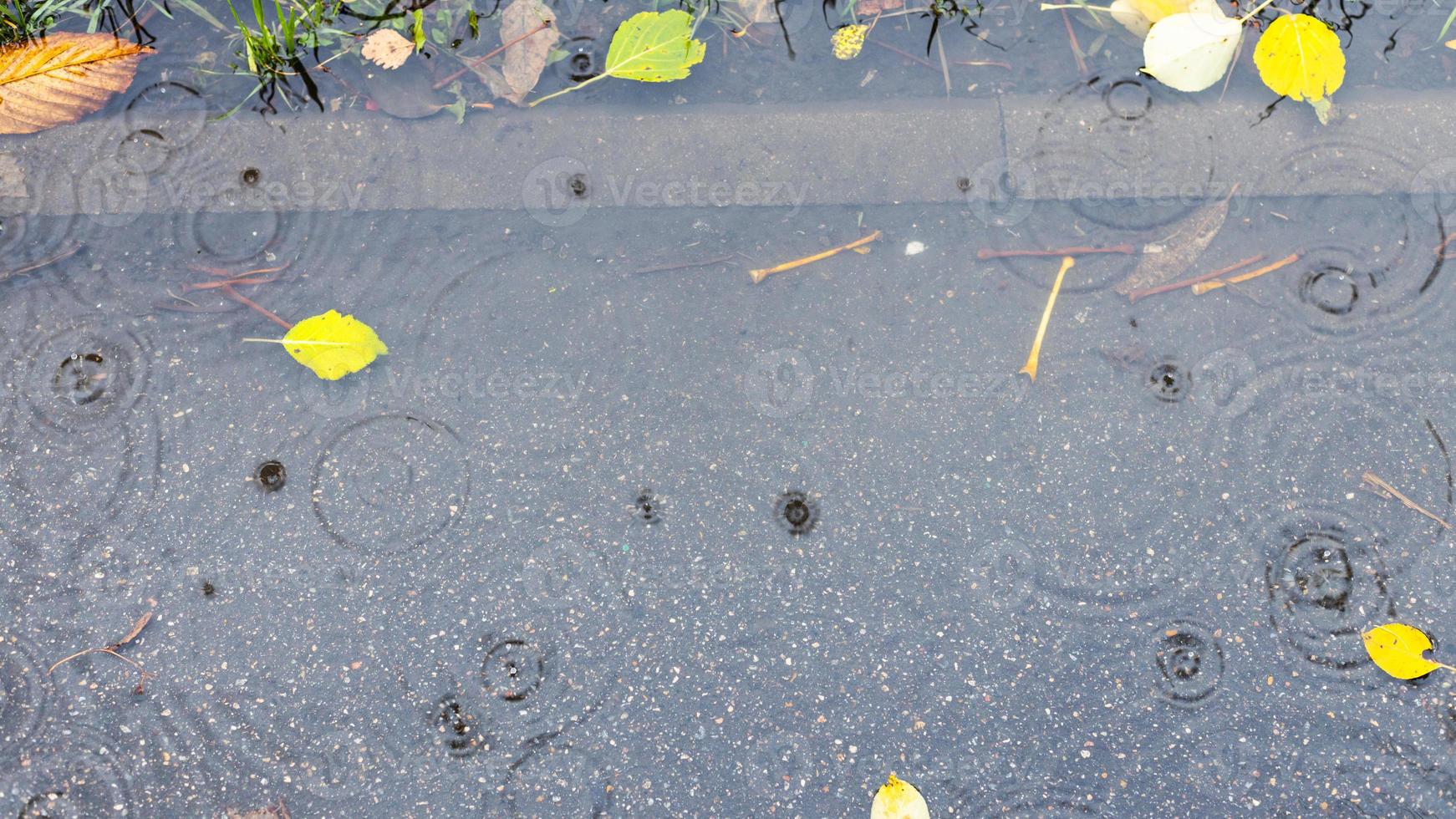 puddle with fallen leaves on sidewalk in rain photo