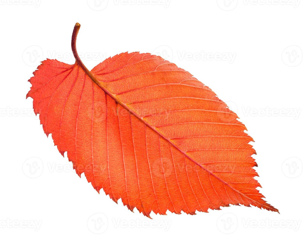 back side of red fallen leaf of elm tree isolated photo