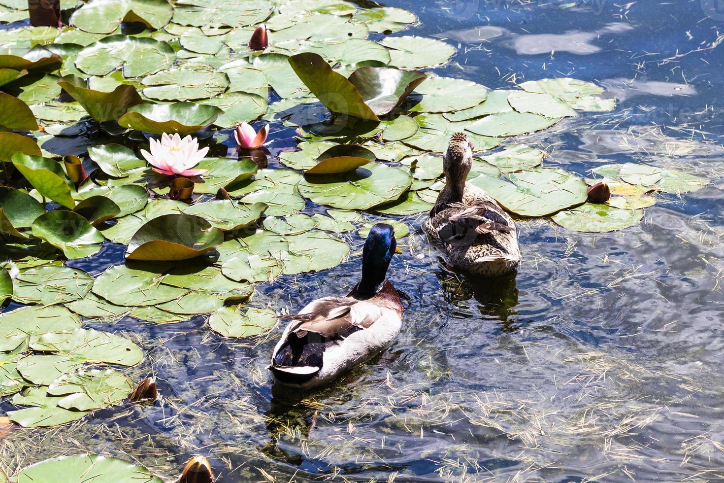 ducks swim in the city pond in Istanbul in spring photo