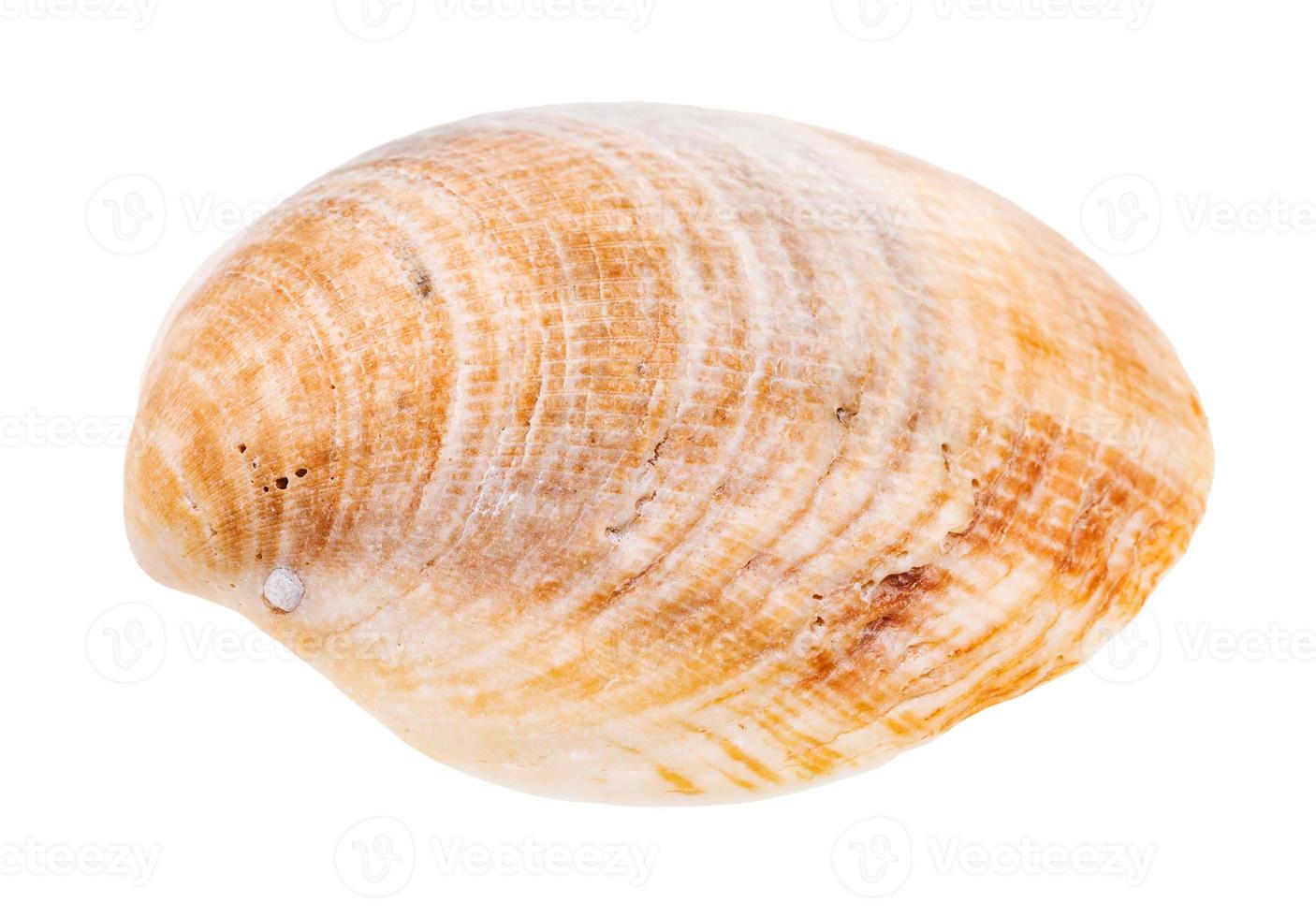 old yellow brown shell of clam isolated on white photo