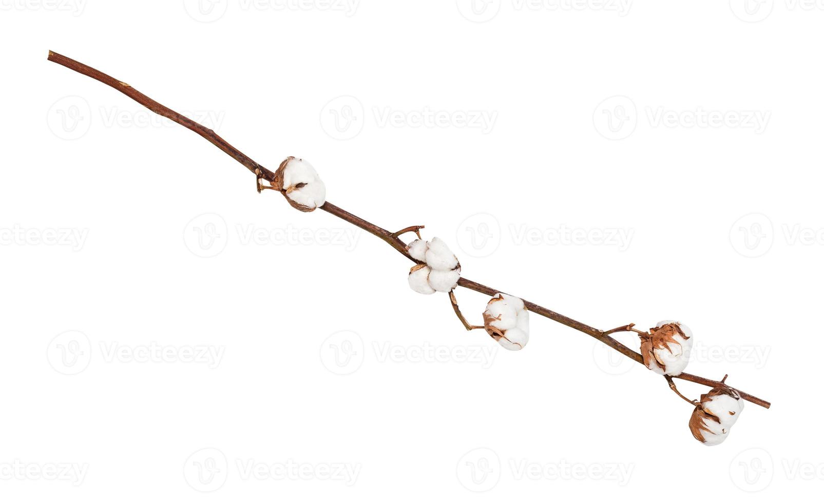 natural dried branch of cotton plant isolated photo