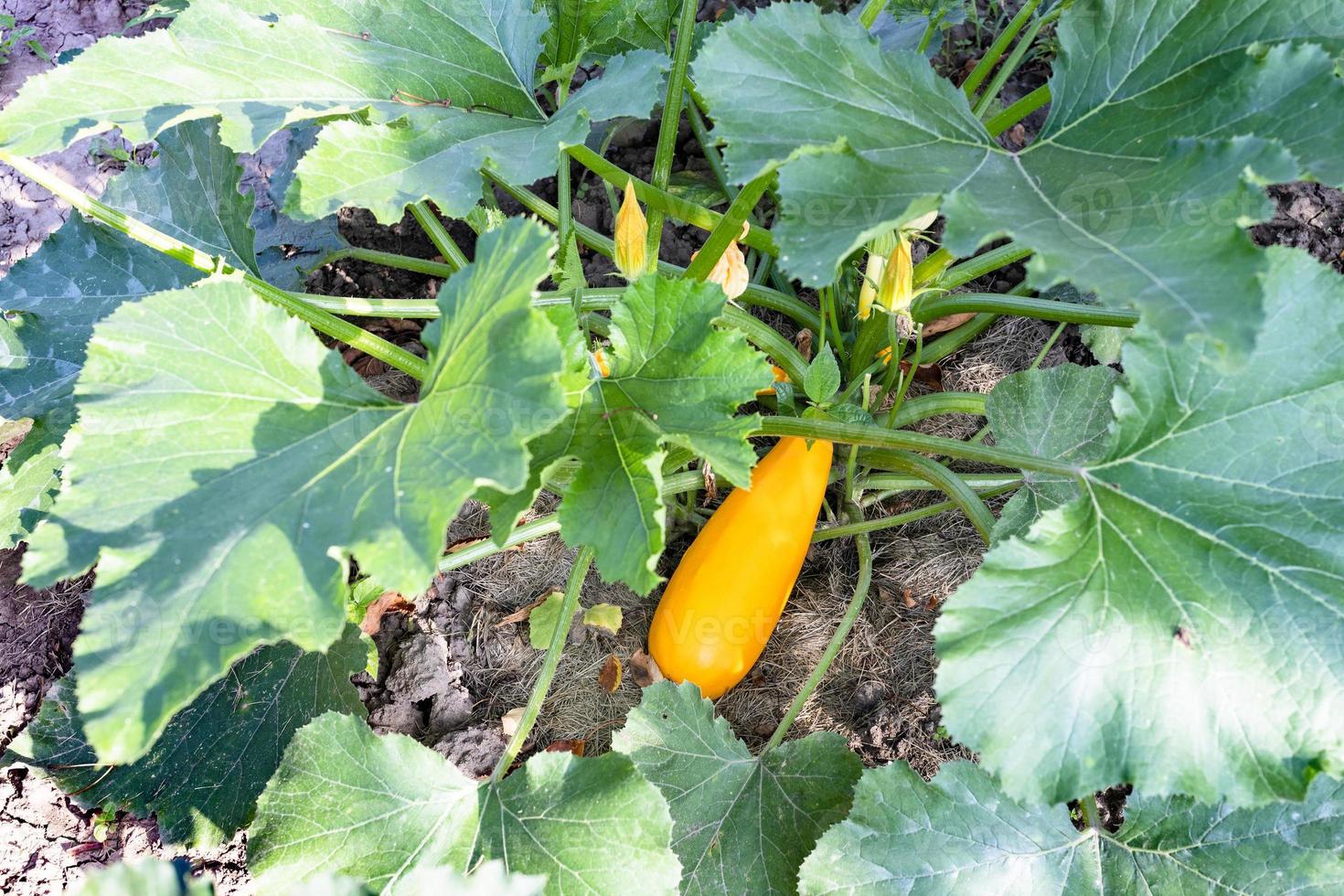 top view of ripe golden zucchini between leaves photo