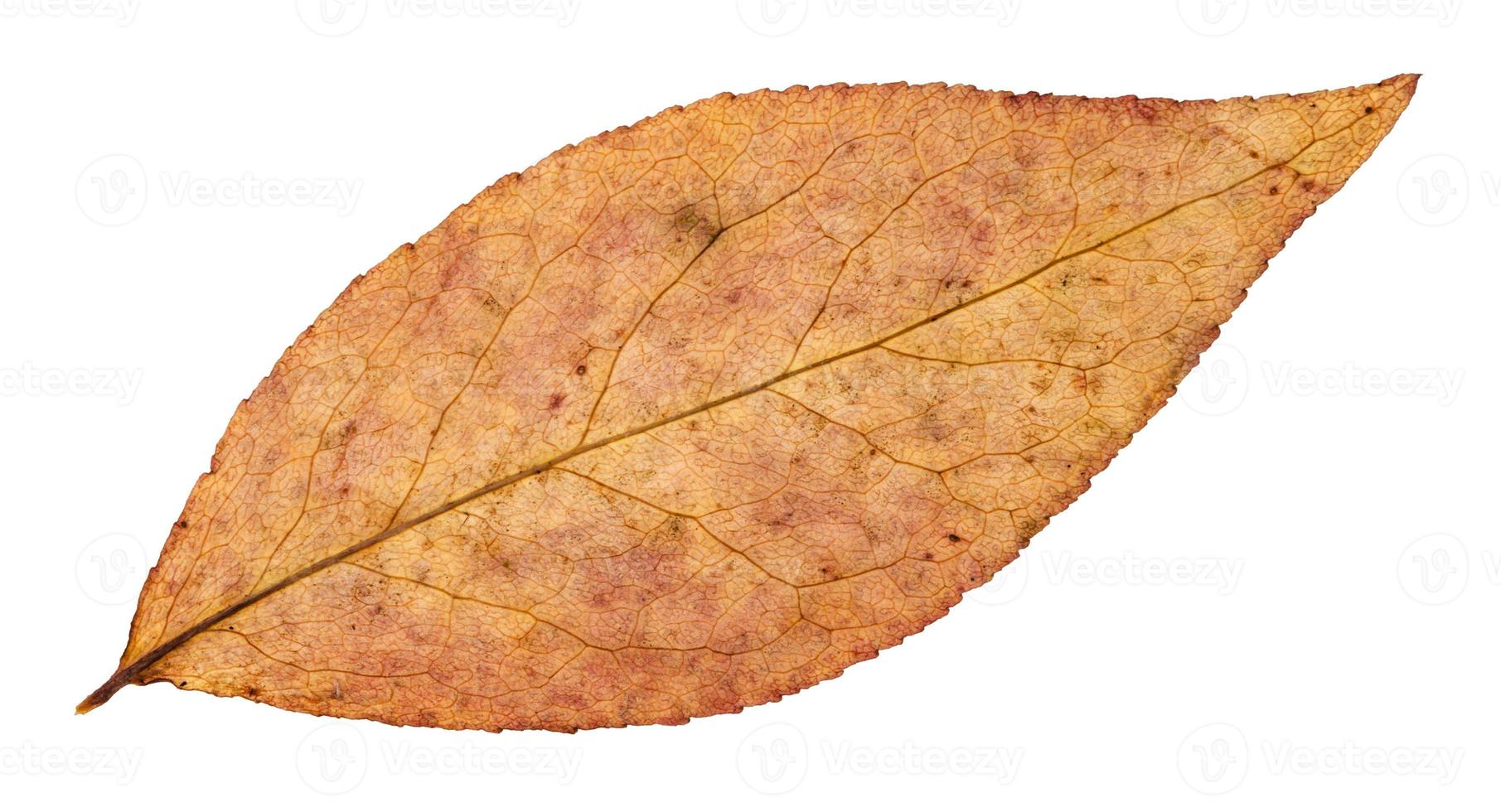 back side of autumn leaf of willow tree isolated photo