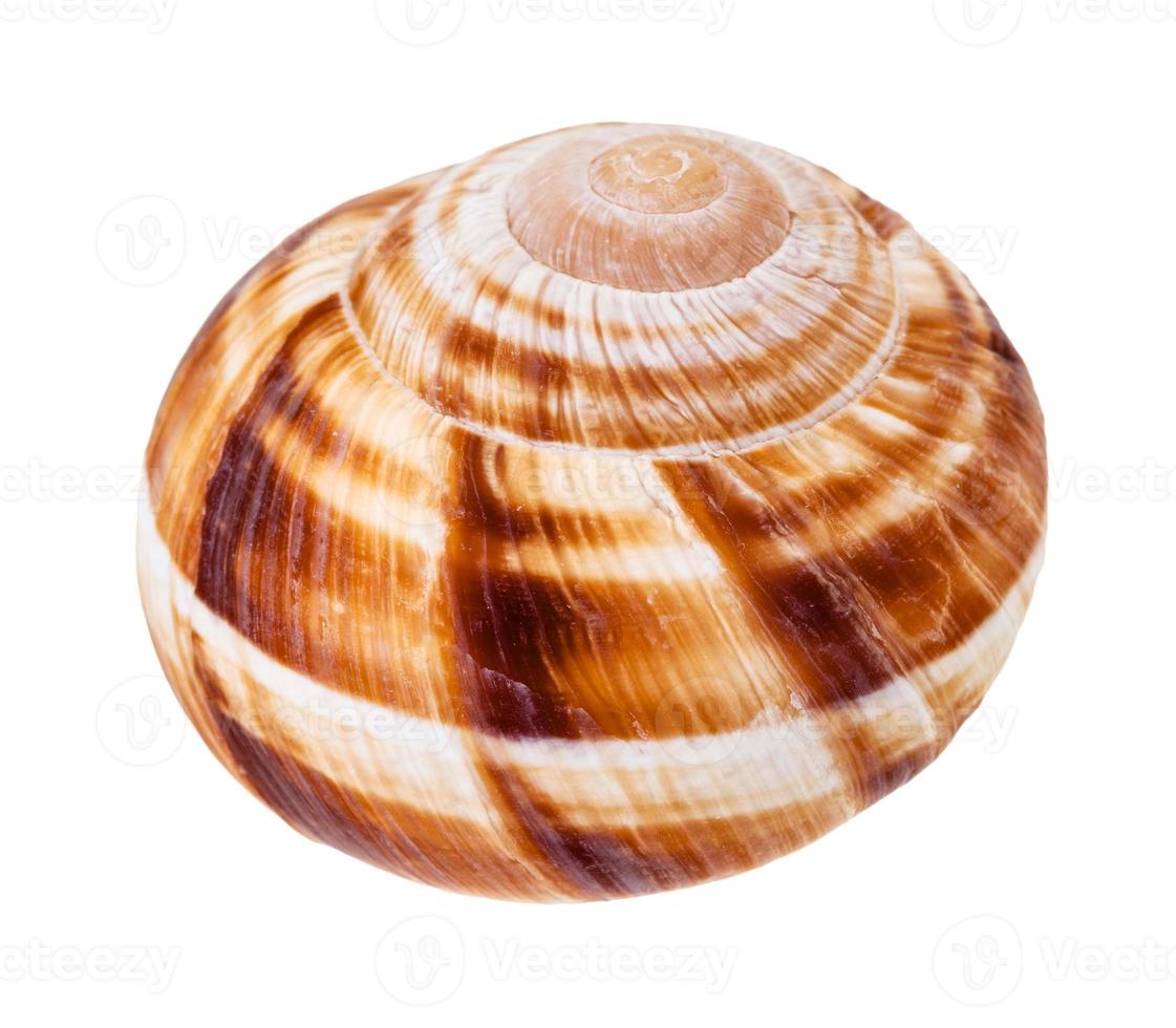 single shell of burgundy snail isolated on white photo