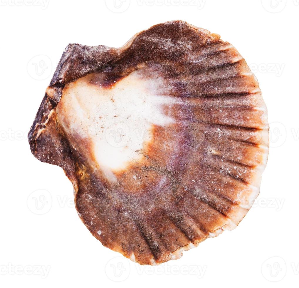 empty dark brown shell of scallop isolated photo