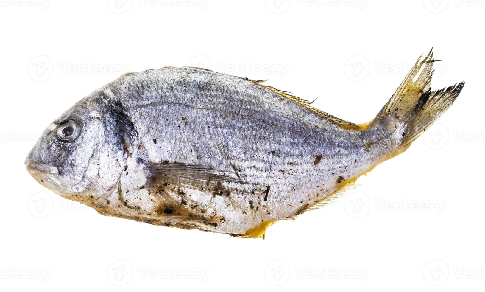 raw marinated in oil sea bream isolated photo