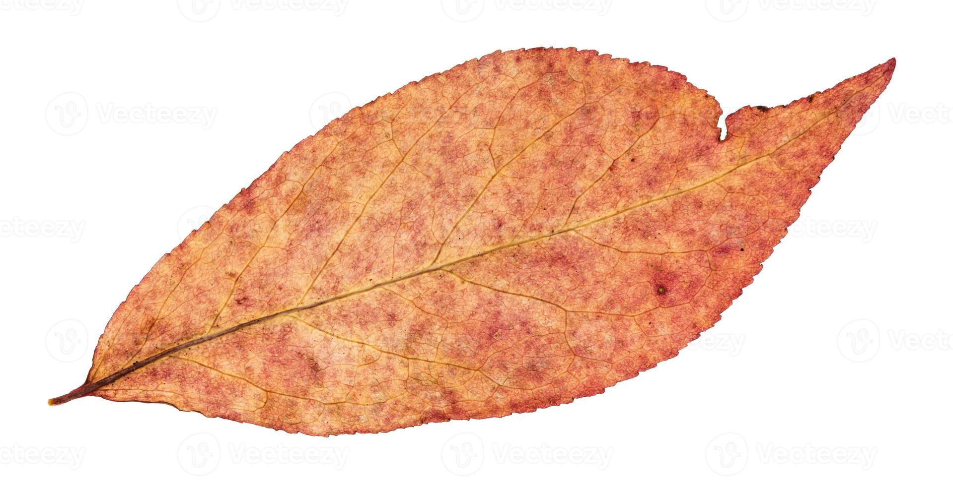 back side of autumn red leaf of willow tree photo