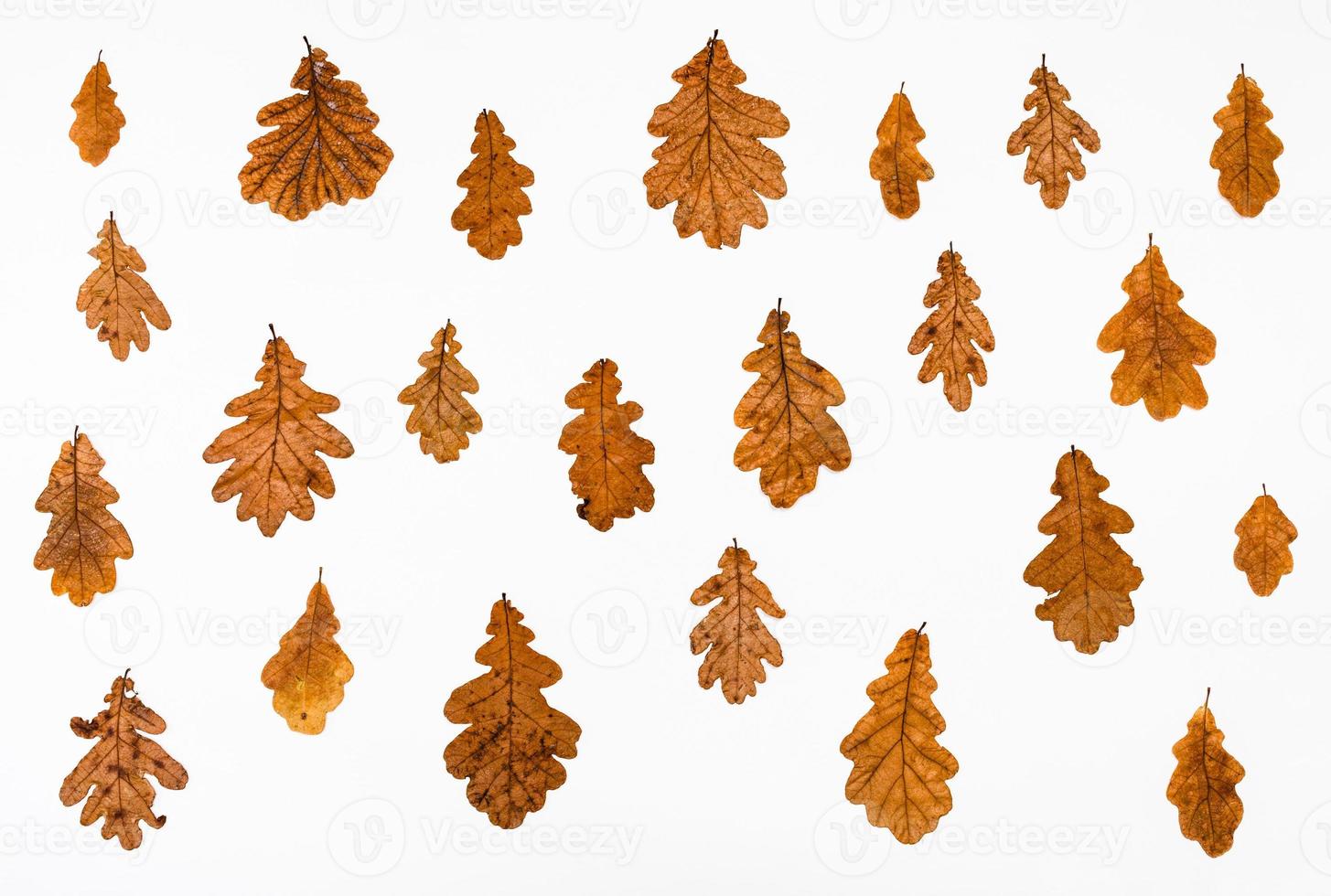 ornament from common oak autumn leaves photo