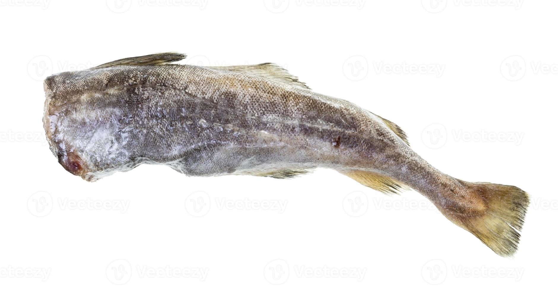 raw frozen headless cod isolated on white photo