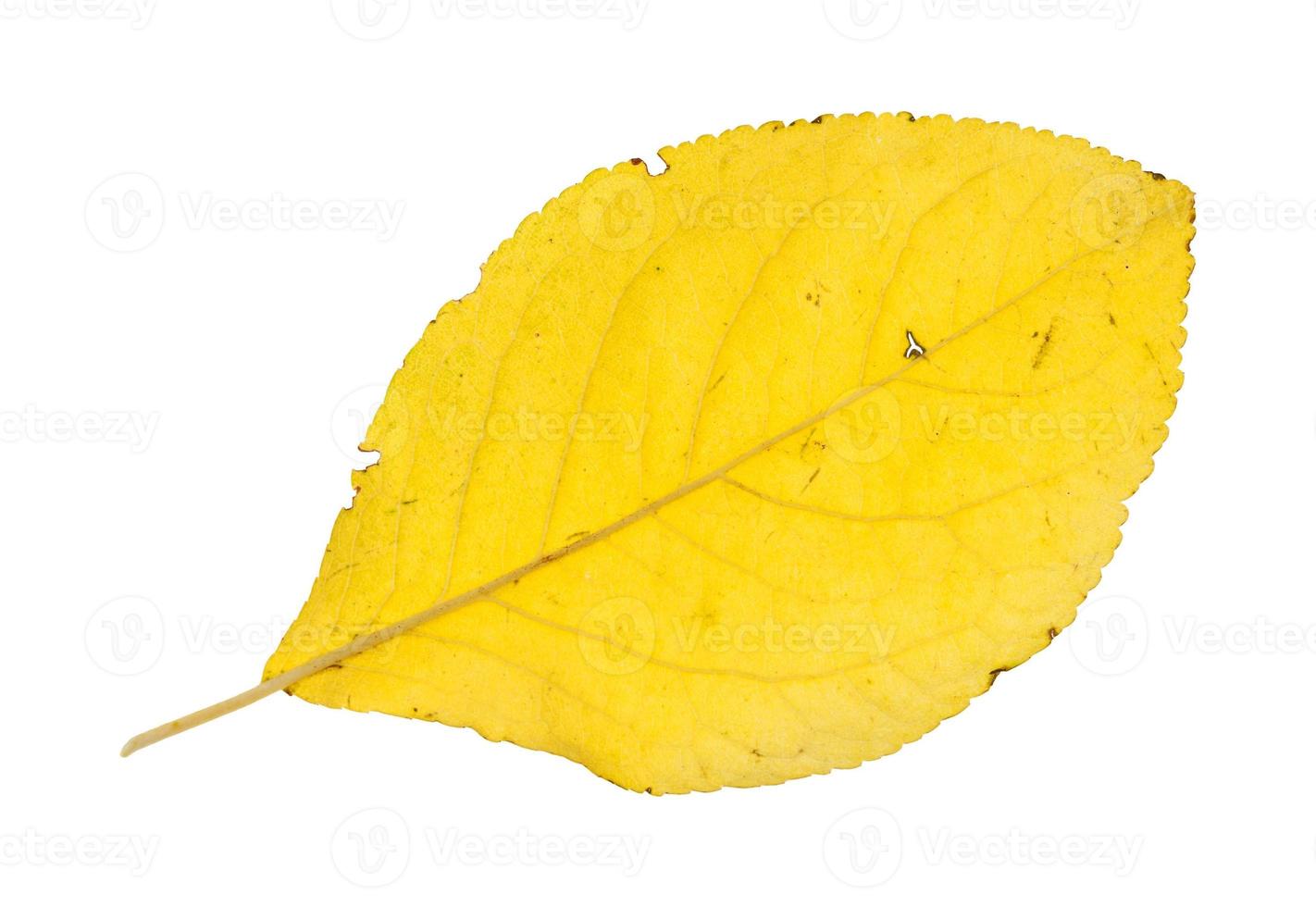 back side of fallen yellow leaf of plum tree photo