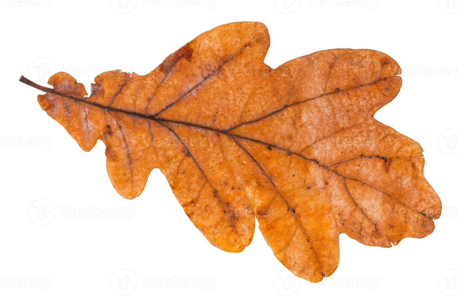 brown leaf of oak tree isolated on white photo