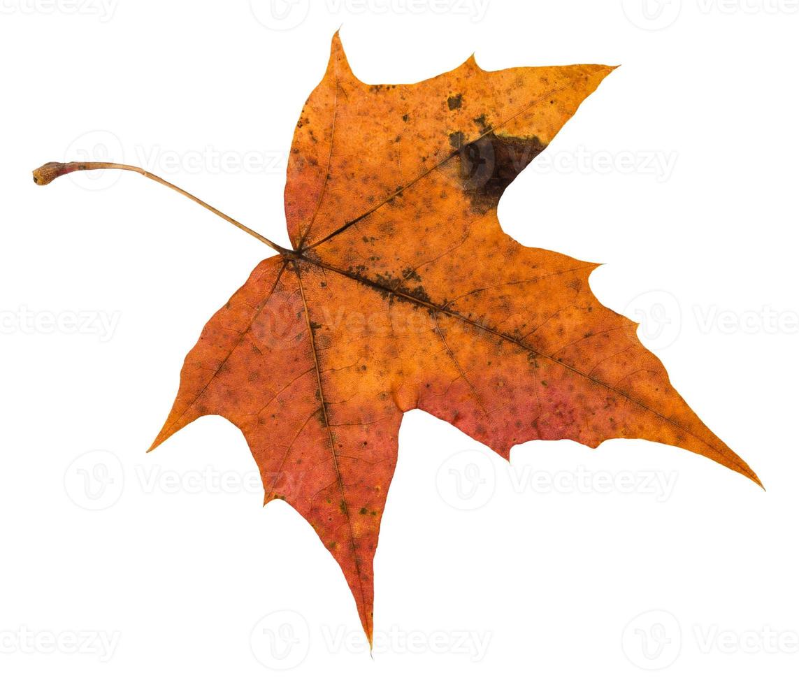 reverso de la hoja naranja de otoño del árbol de arce foto