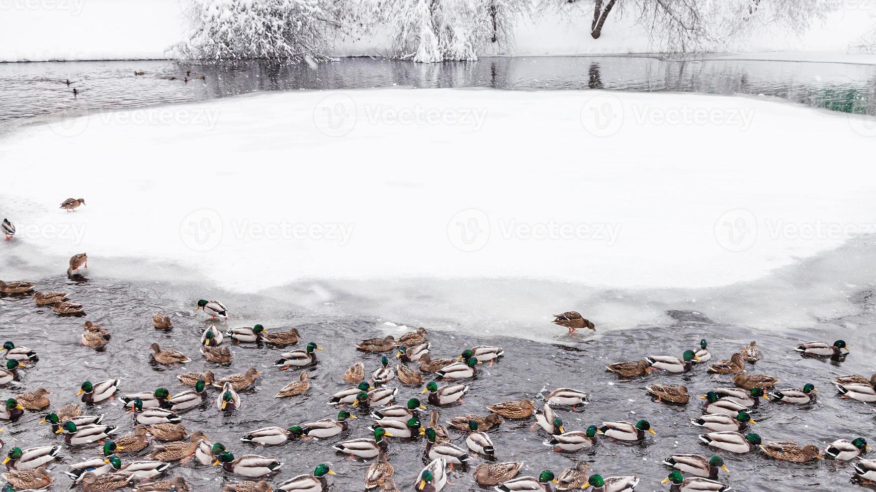 patos y dracos nadando en un estanque en invierno foto