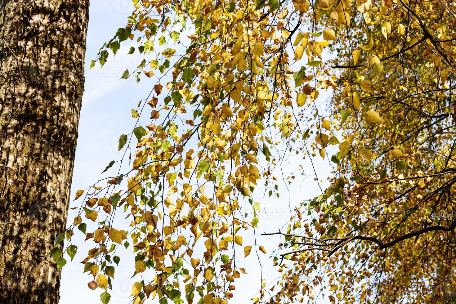 branches of old birch tree with yellow foliage photo