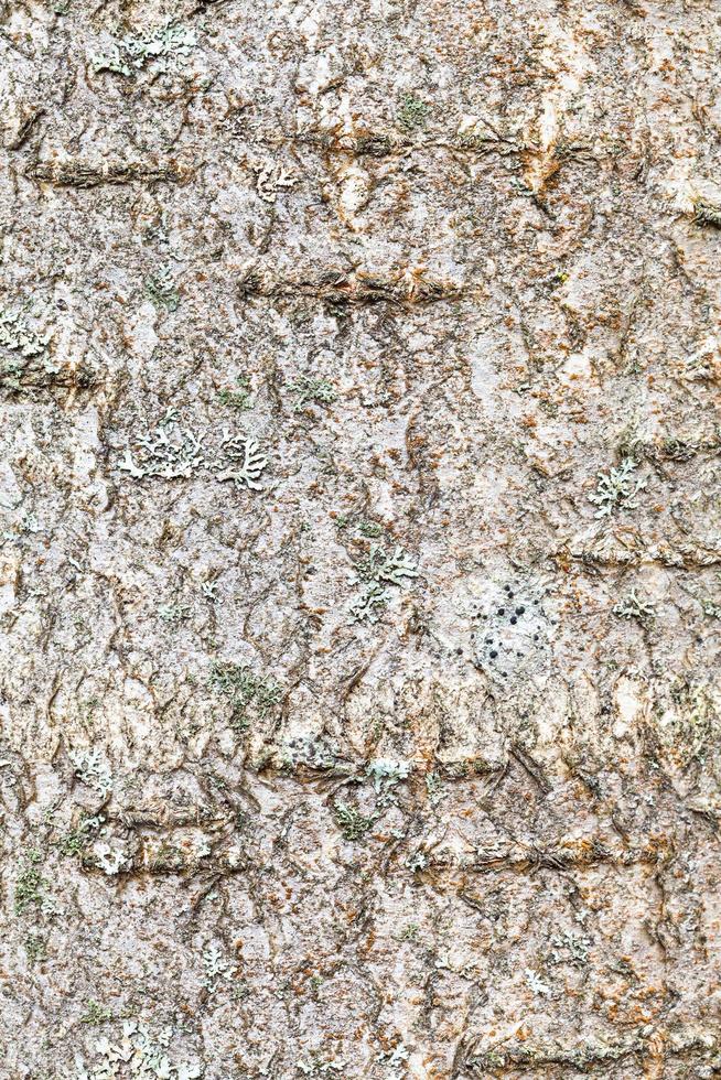 corteza texturizada en el tronco del árbol de serbal de cerca foto