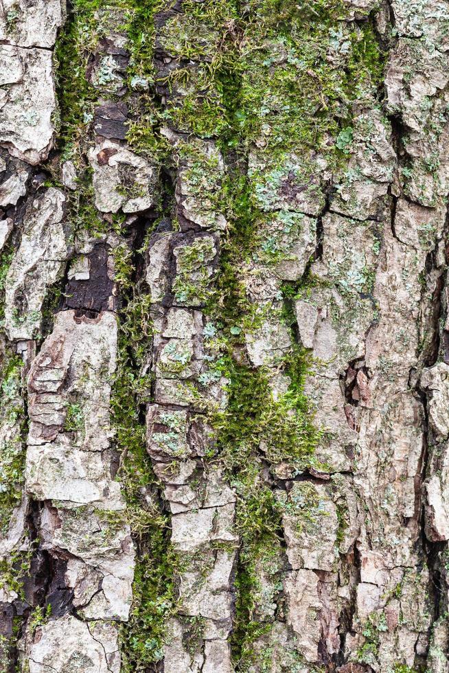 grooved bark on mature trunk of apple tree photo