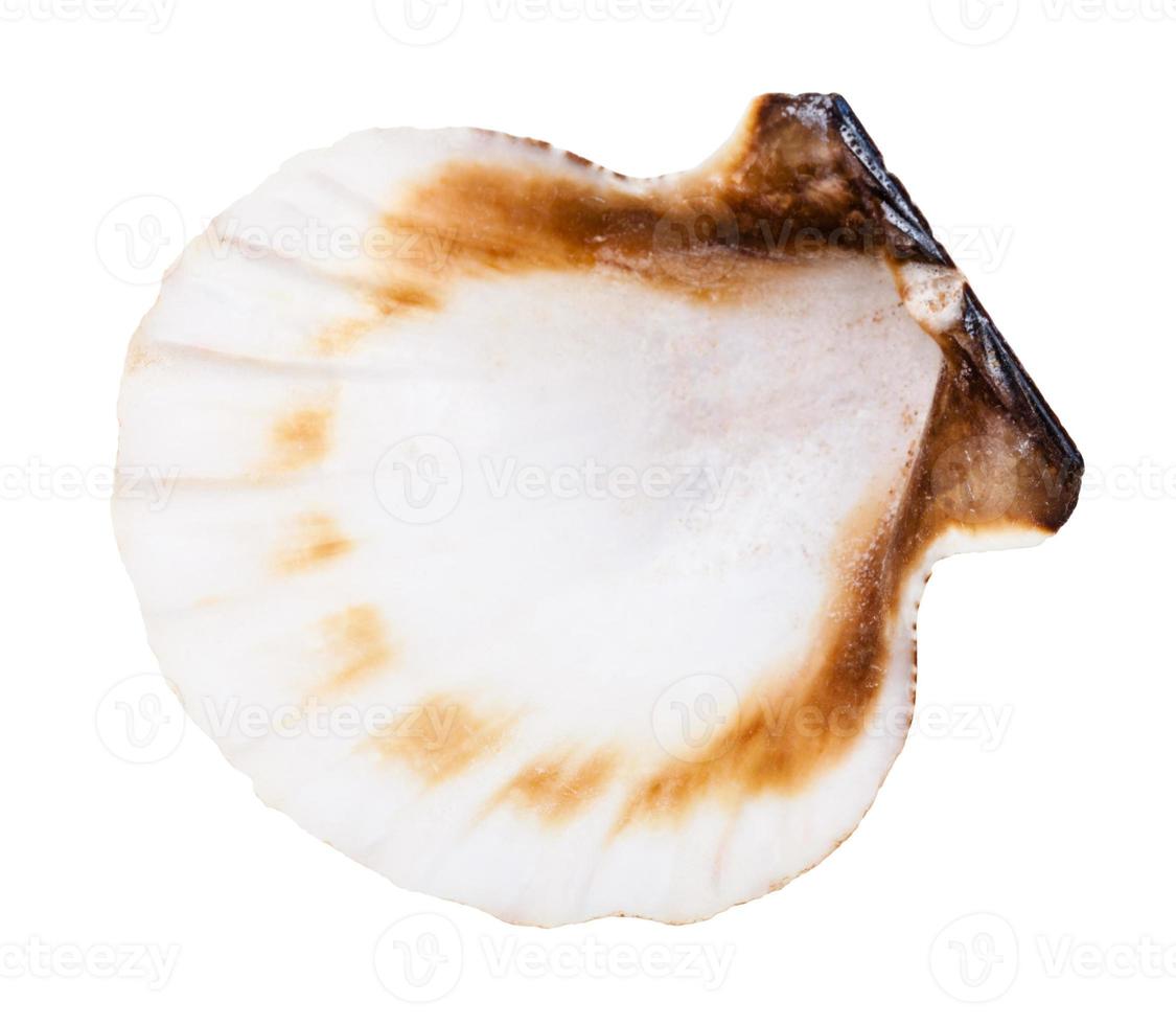 empty shell of scallop isolated on white photo