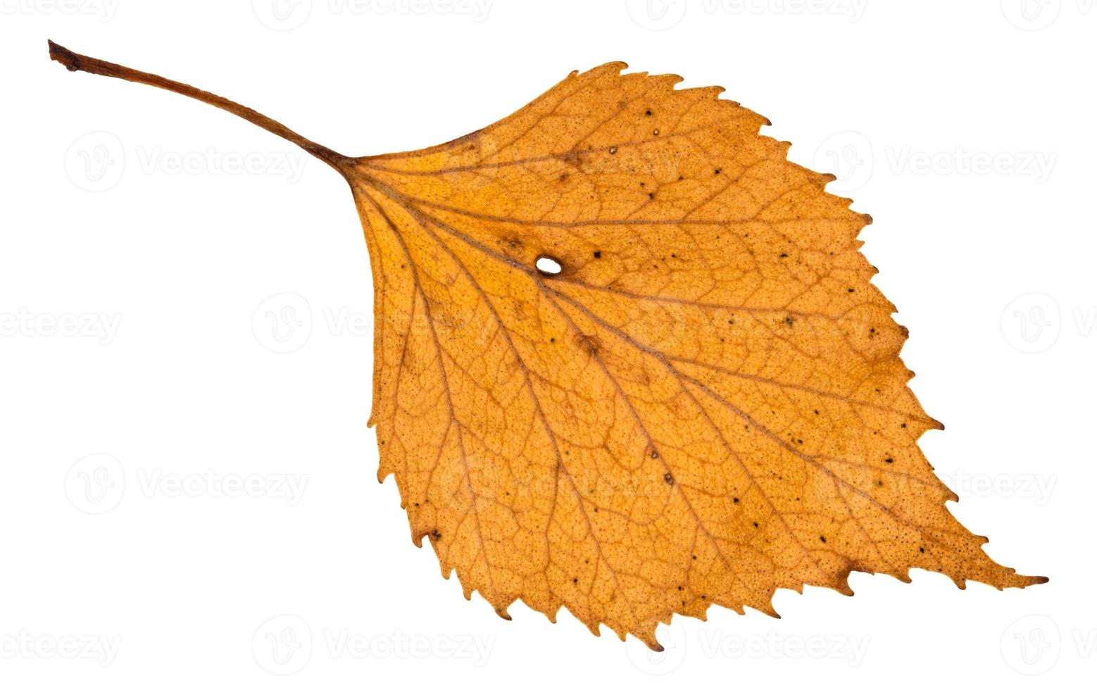 autumn holey yellow leaf of birch tree isolated photo