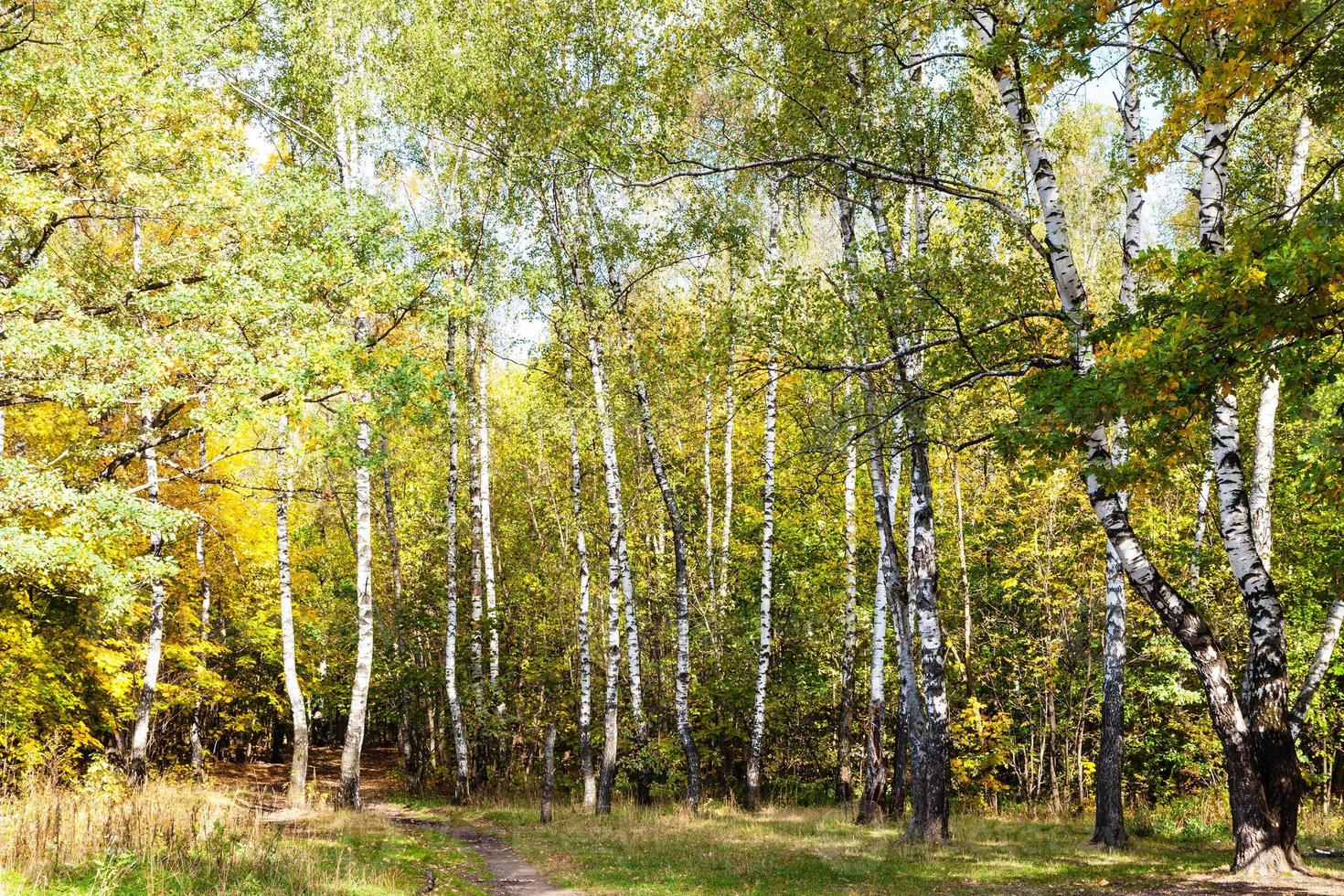 footpath on meadow in birch grove in forest photo