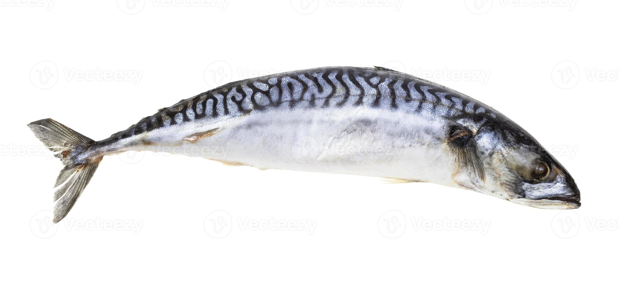 pescado caballa congelado aislado en blanco foto