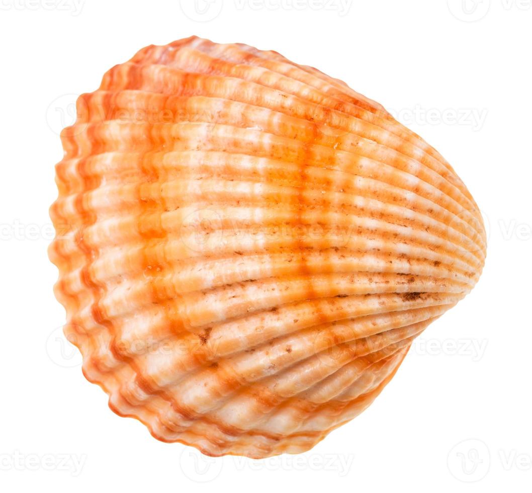striped orange shell of cockle isolated on white photo