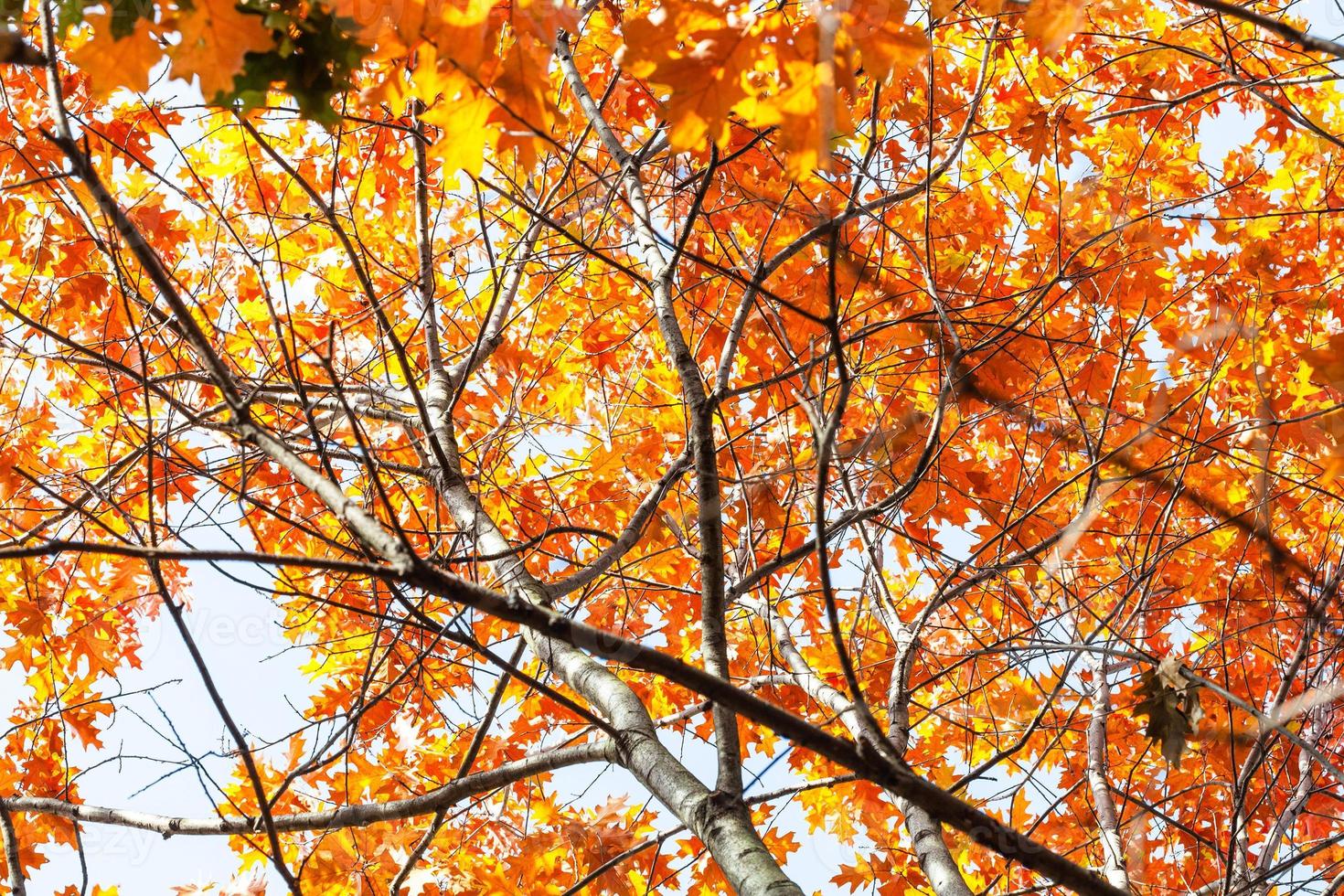 bottom view of lush orange foliage of Red Oak tree photo
