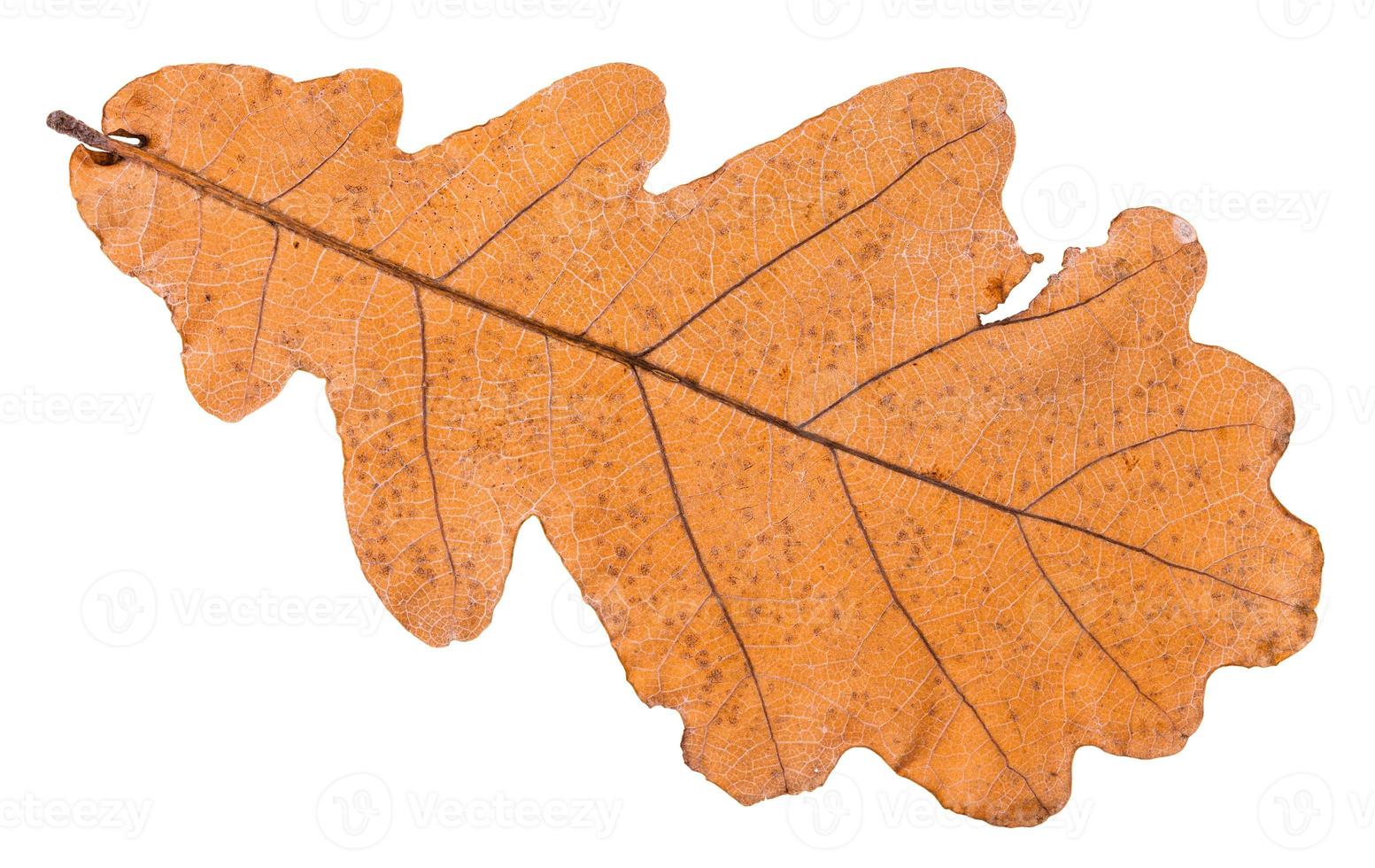 back side of autumn dried leaf of oak tree photo