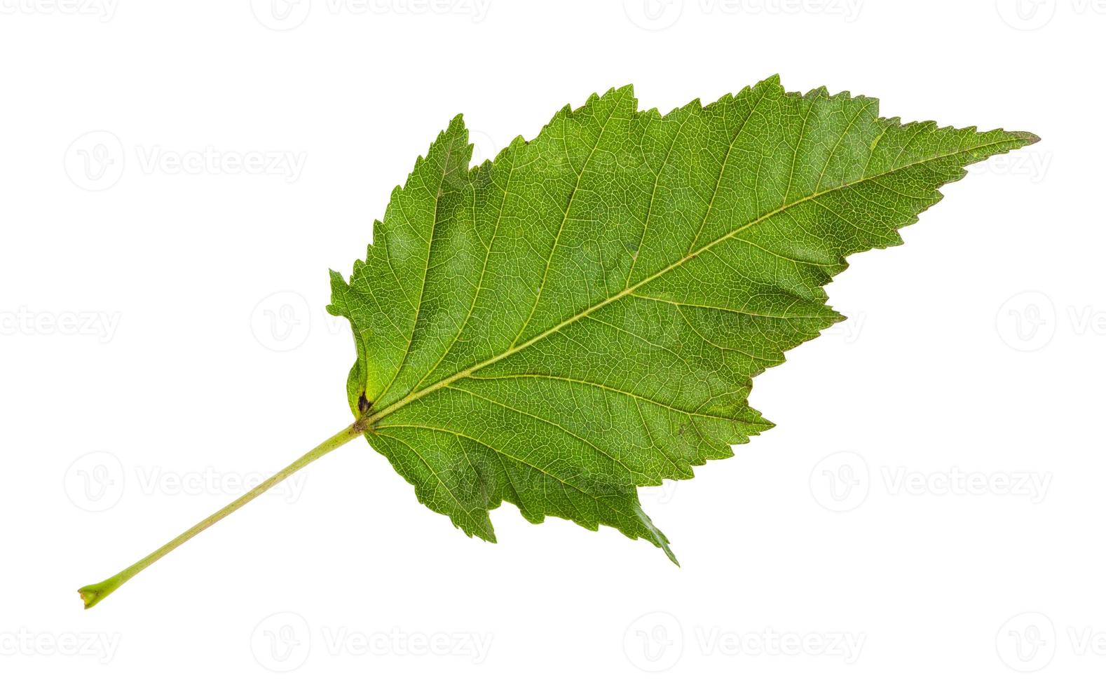 leaf of amur maple acer tataricum ginnala tree photo