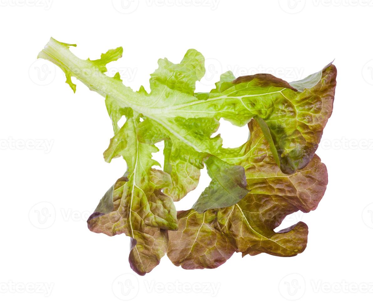 twig of Oak leaf lettuce isolated on white photo