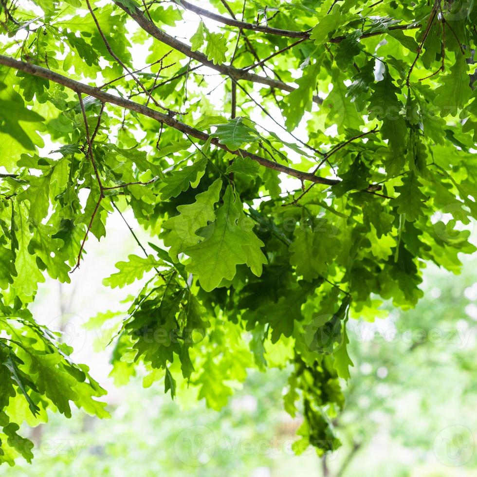 oak branches with green leaves in forest photo