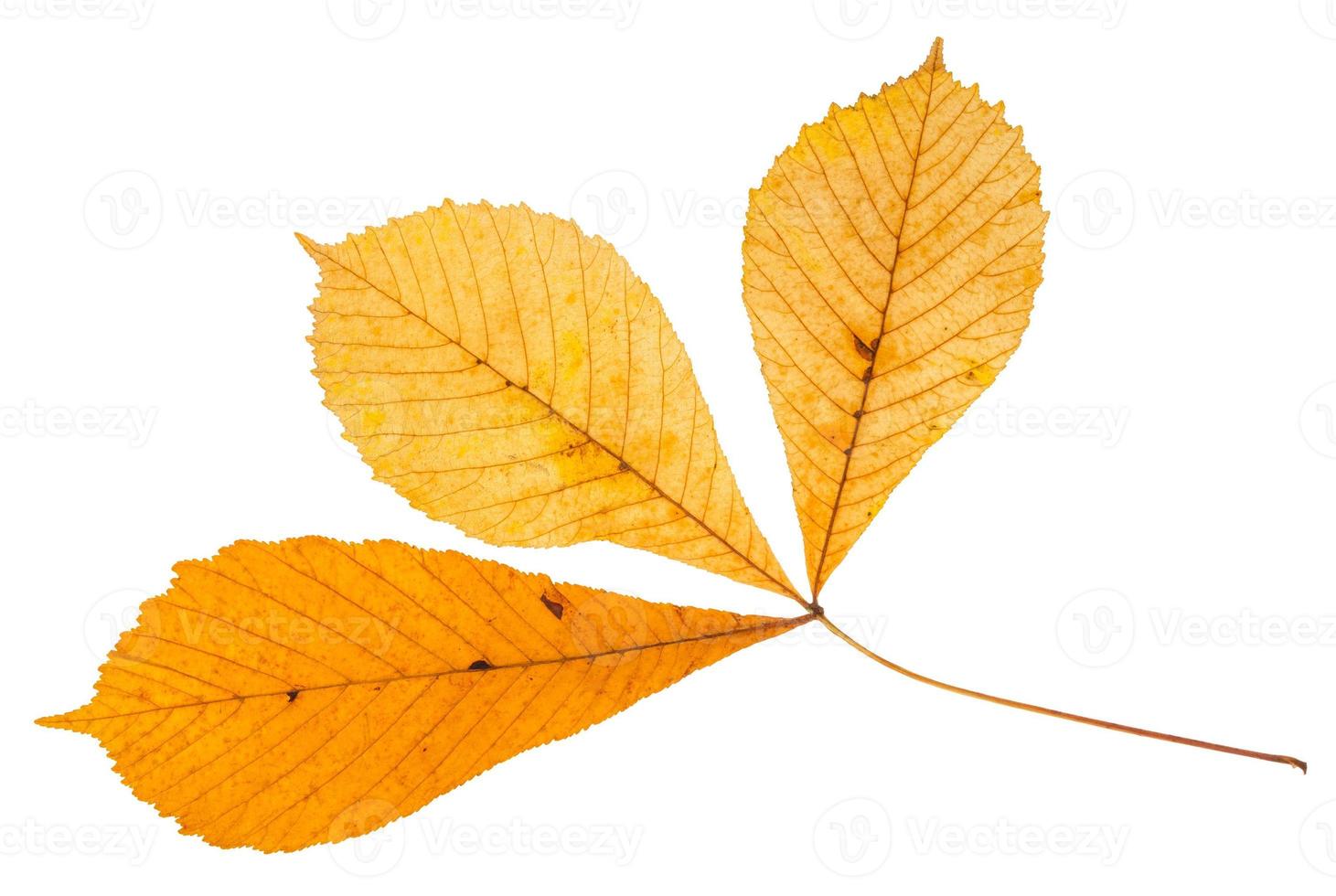 twig with three leaves of buckeye tree isolated photo