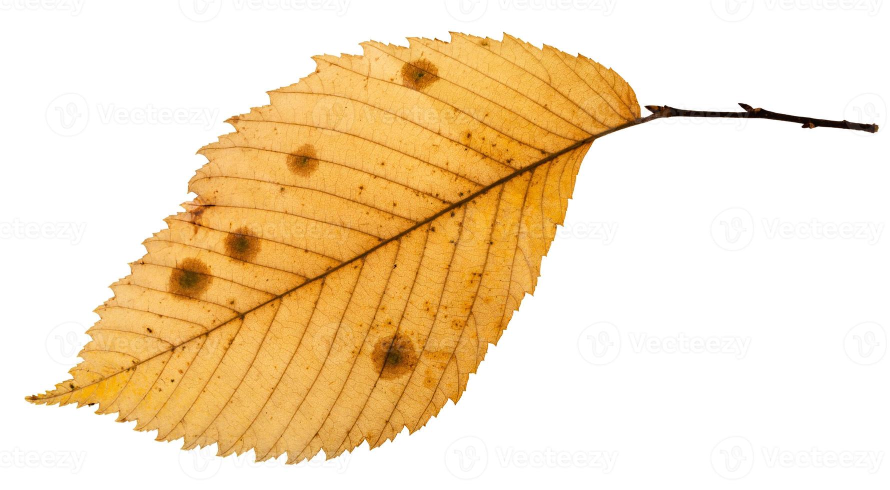 back side of rotten autumn leaf of elm tree photo