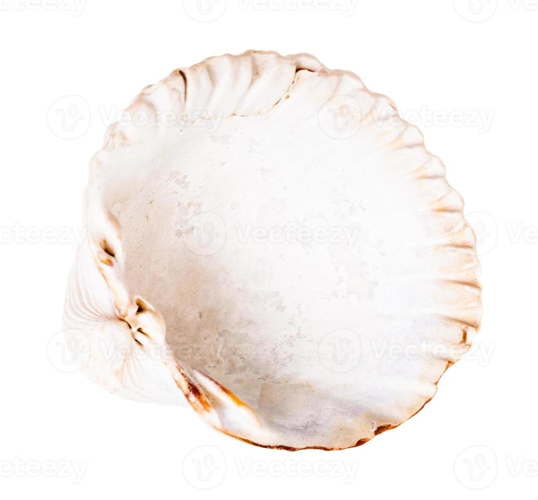 empty white shell of cockle isolated on white photo